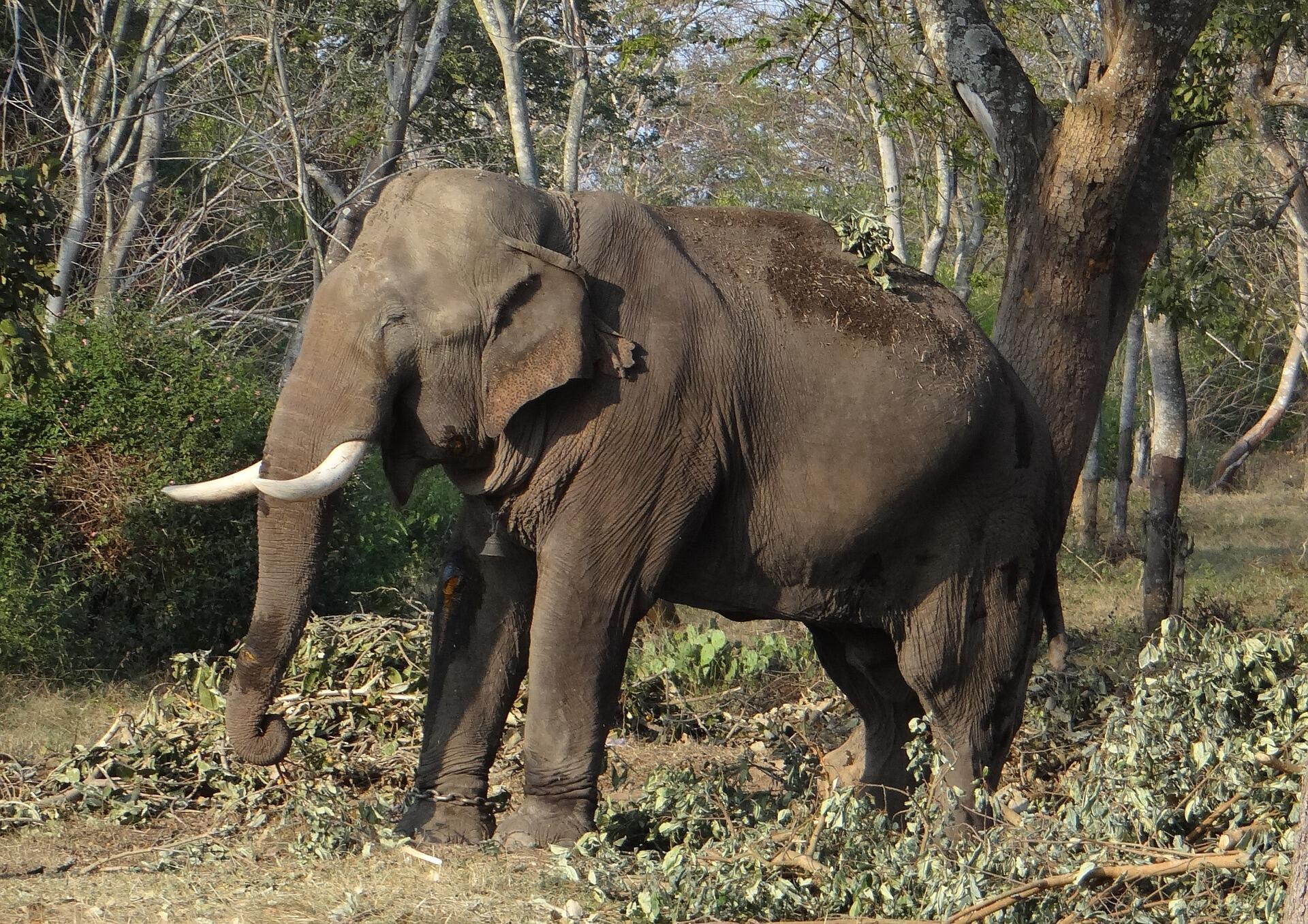 Unveiling Karnatakas Natural Wonders Embark on a Thrilling Wildlife Tour